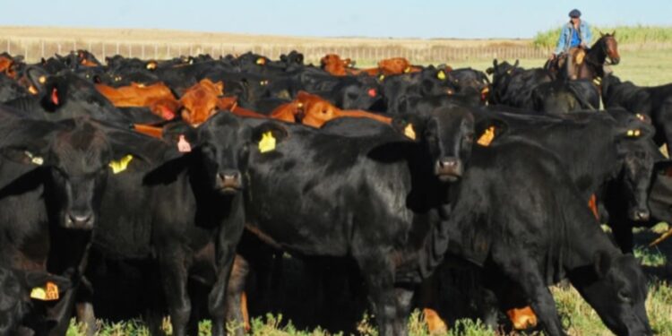 Uruguay exportó 7.000 vaquillonas Angus a Turquía