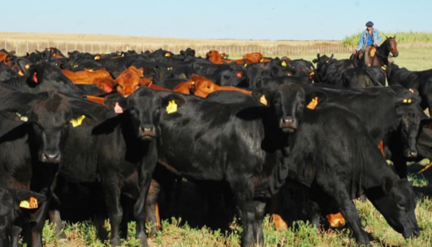 Uruguay exportó 7.000 vaquillonas Angus a Turquía