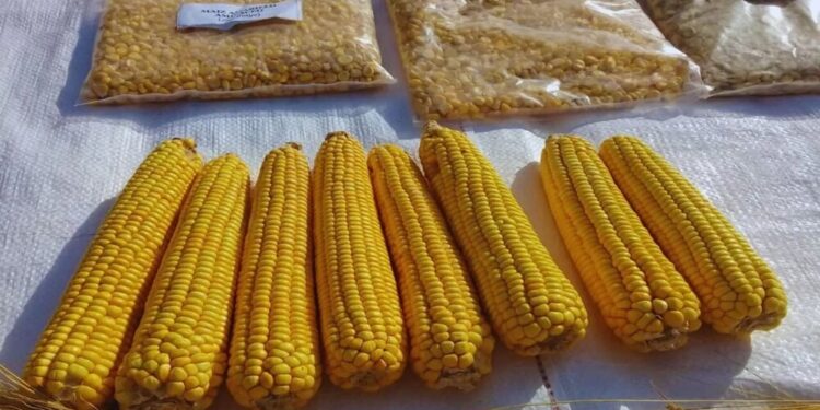 Crean una nueva variedad de maíz amarillo, ideal para elaborar harinas
