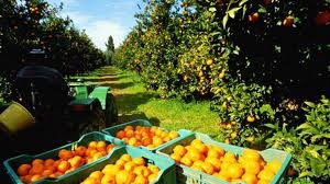 La expansión de la producción de naranjas en Tucumán: desafíos y oportunidades