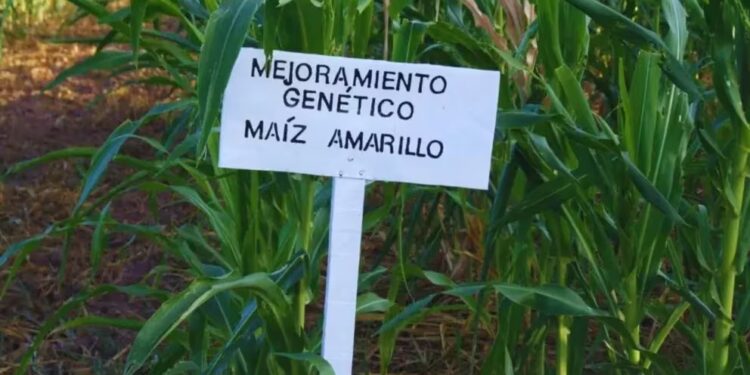 Innovación en la alimentación sin gluten: un nuevo maíz argentino aporta valor y calidad