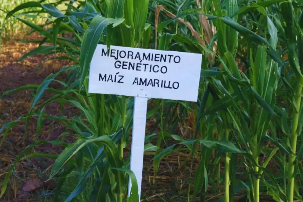 Innovación en la alimentación sin gluten: un nuevo maíz argentino aporta valor y calidad