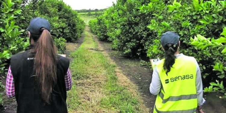El Senasa aconseja el monitoreo en citrus, en busca de HLB