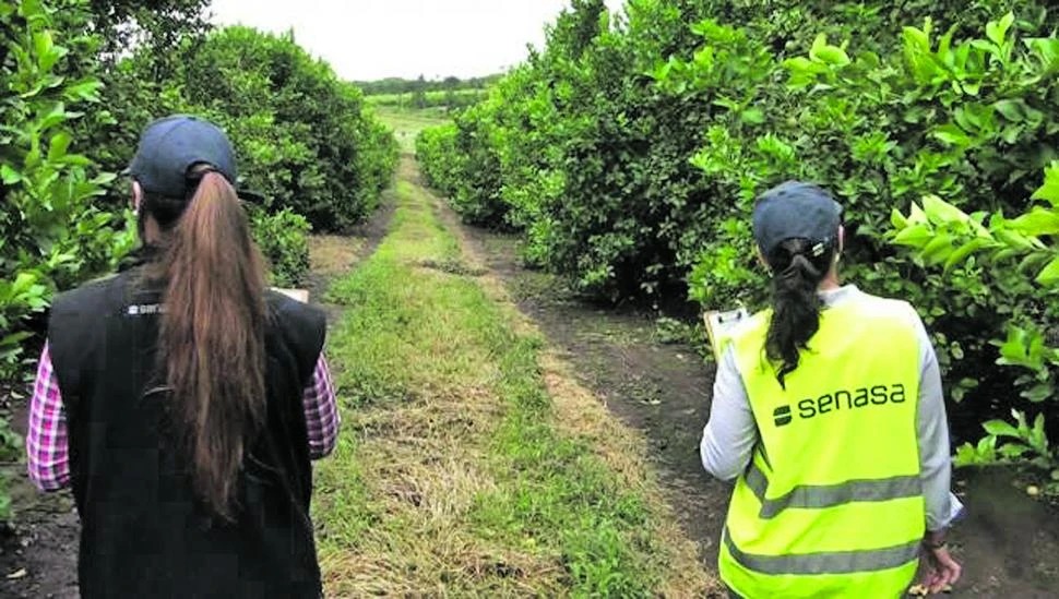 El Senasa aconseja el monitoreo en citrus, en busca de HLB