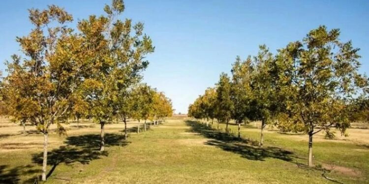 En el país existen más de 8.000 ha de nuez pecán y la tasa anual de crecimiento es cercana al 10%