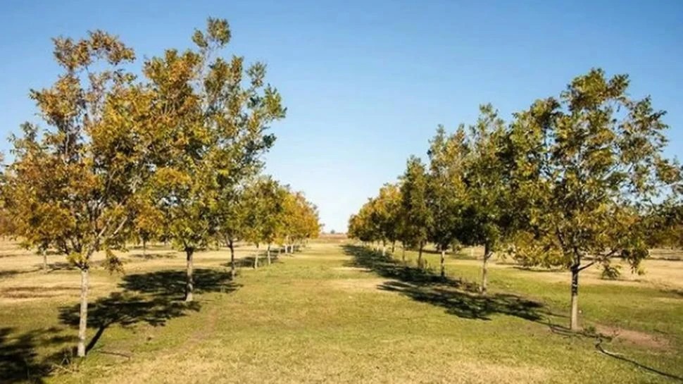 En el país existen más de 8.000 ha de nuez pecán y la tasa anual de crecimiento es cercana al 10%
