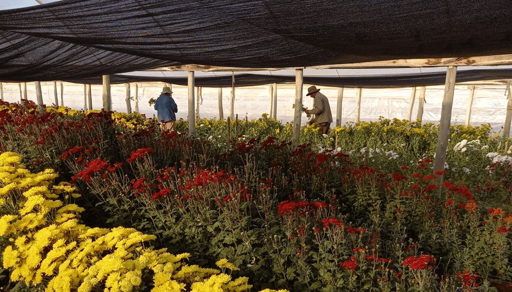 Con financiamiento internacional, impulsan proyectos de agricultura regenerativa en 5 provincias
