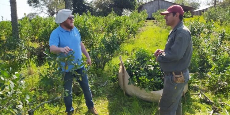 En Misiones restauran la selva con el aporte productivo de la yerba mate