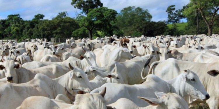 En Brasil la faena de bovinos superaría los 20 millones de cabezas