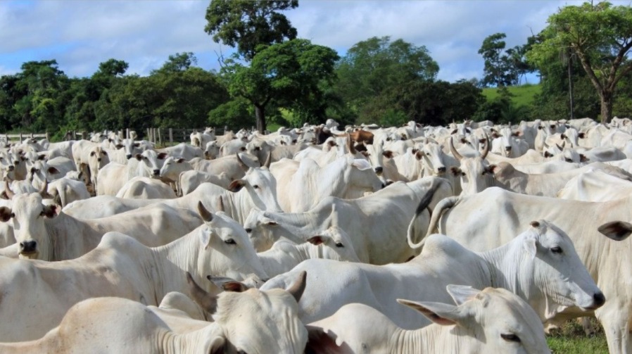 En Brasil la faena de bovinos superaría los 20 millones de cabezas