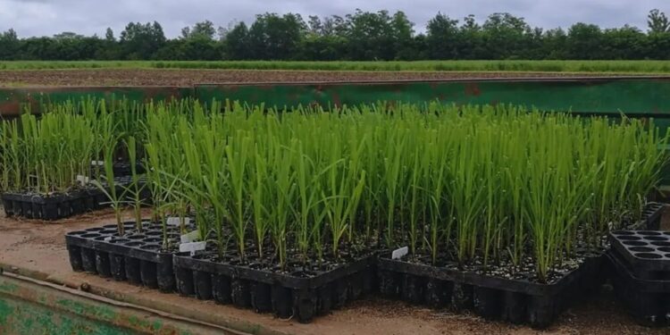 Con una novedosa técnica genética, en Tucumán buscan modificar el ADN de la caña de azúcar