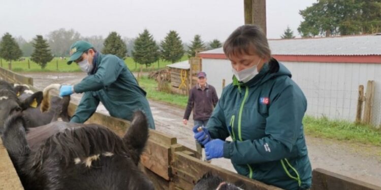 Chile a punto de ser el primer país de América Latina libre de brucelosis bovina