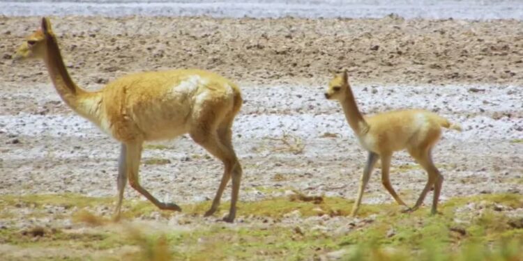 La fibra de vicuña: el tesoro textil que Argentina está potenciando