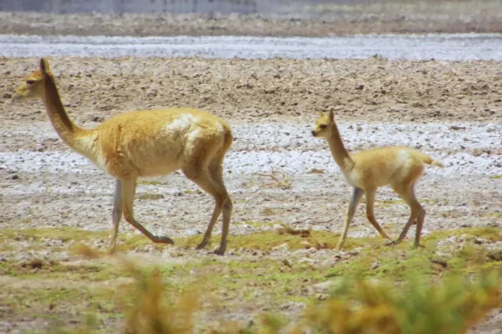 La fibra de vicuña: el tesoro textil que Argentina está potenciando