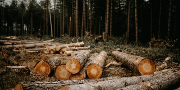 Uruguay avanza en la estrategia de certificación sobre la libre deforestación ante UE