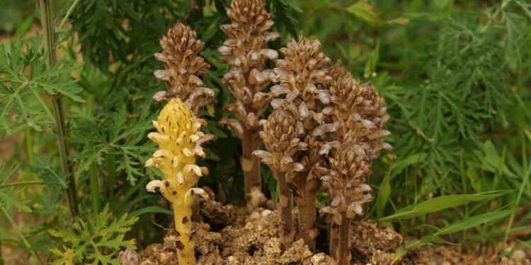 El girasol argentino teme por la aparición de una maleza parásita en Bolivia