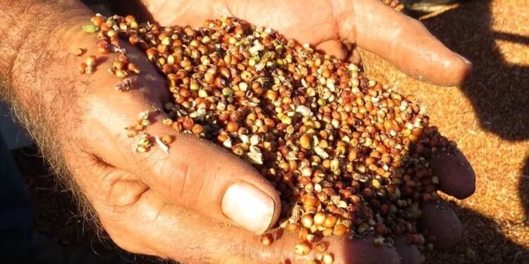 Finalizó la cosecha de sorgo