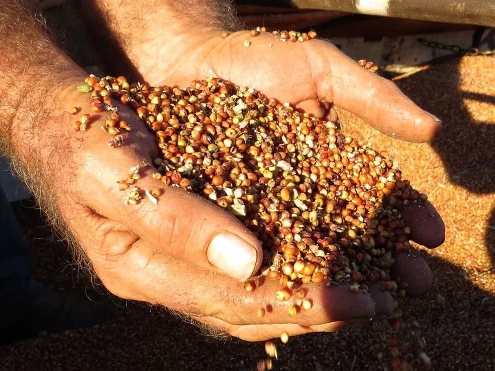 Finalizó la cosecha de sorgo