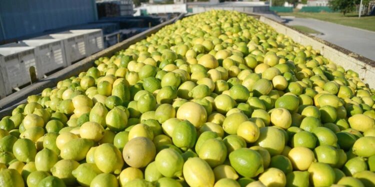 Preocupación en Argentina por una enfermedad que derrumbó la producción de cítricos en Estados Unidos