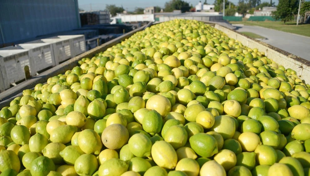 Preocupación en Argentina por una enfermedad que derrumbó la producción de cítricos en Estados Unidos