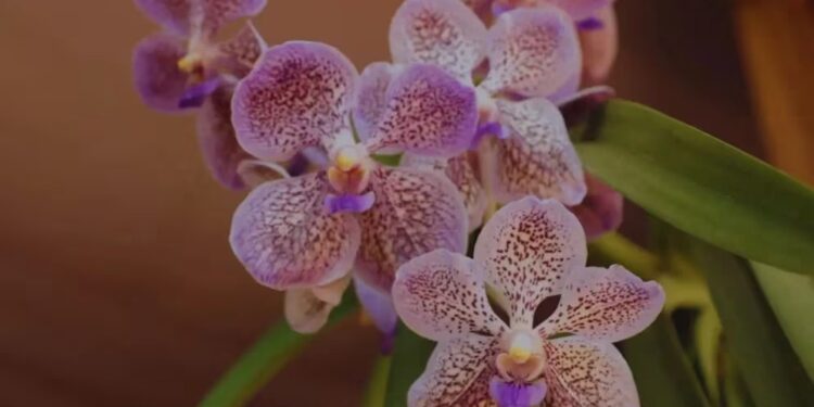 El papel crucial de la biotecnología en la preservación de orquídeas nativas