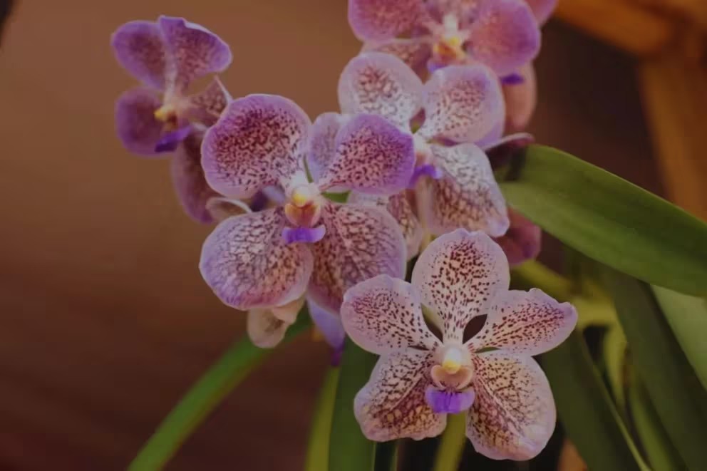 El papel crucial de la biotecnología en la preservación de orquídeas nativas