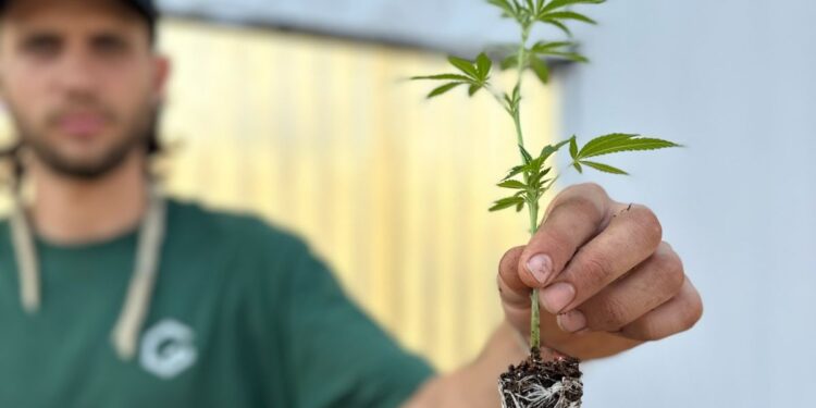 Expo Cannabis 2024: oportunidades para el cannabis medicinal y la industria en el norte argentino
