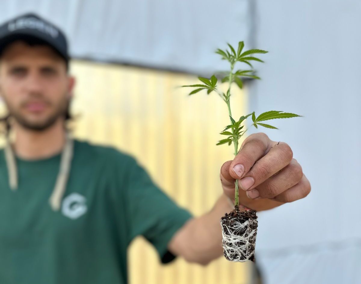Expo Cannabis 2024: oportunidades para el cannabis medicinal y la industria en el norte argentino