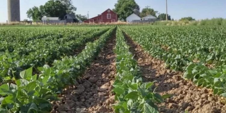 Graneros concentra el 67% del área porotera tucumana