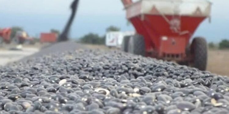 Poroto negro: el gasto de barbecho a cosecha rondó los U$S 350 por hectárea