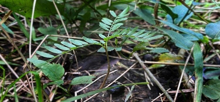 La acacia negra, el “árbol-maleza” que causa fuerte preocupación por su expansión en Entre Ríos