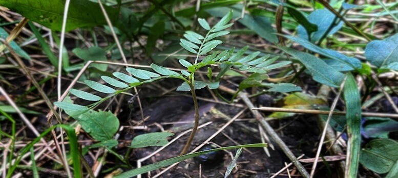 La acacia negra, el “árbol-maleza” que causa fuerte preocupación por su expansión en Entre Ríos