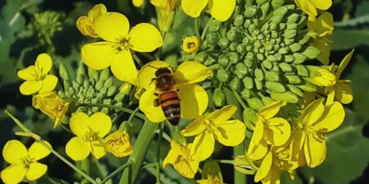 Colza, la tercera oleaginosa en importancia a nivel mundial