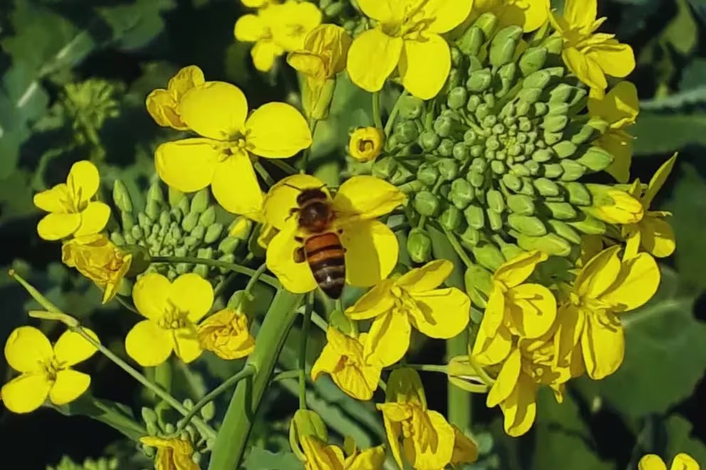 Colza, la tercera oleaginosa en importancia a nivel mundial