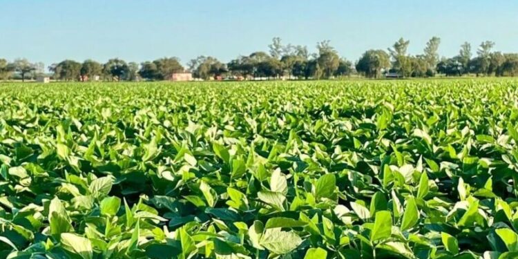 Proyectan una suba histórica en la siembra de soja: sería la más grande en siete años