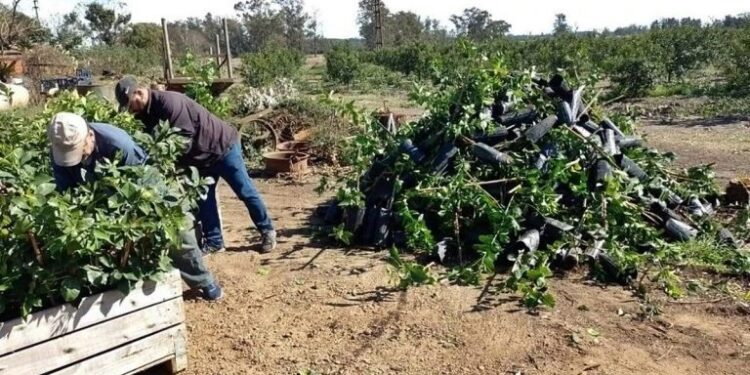 HLB: destruyen casi 2.500 plantas que incumplían normas