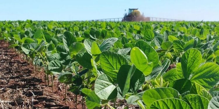 La soja del NOA acumuló un 1,5% más de proteína que el valor medio del país