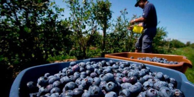 EE.UU. retiró los arándanos tucumanos de su lista de bienes producidos con trabajo infantil y forzoso