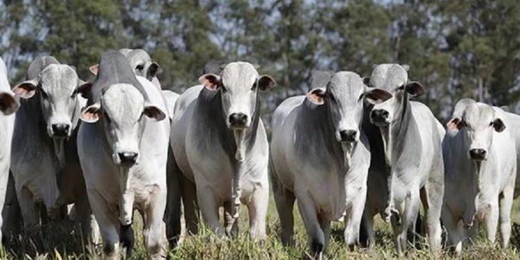 La Unión Europea suspende la importación de carne vacuna brasileña procedente de hembras