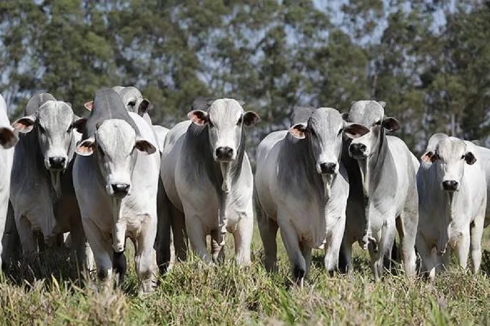 La Unión Europea suspende la importación de carne vacuna brasileña procedente de hembras