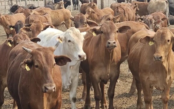 Ganaderos de Córdoba buscan recrear un modelo exitoso de Paraguay: en 5 años, aumentó 50% la producción
