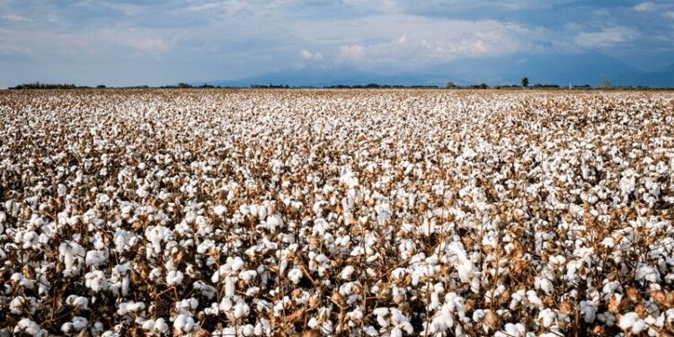 El algodón se viste como una de las grandes estrellas del crecimiento agroexportador 2024