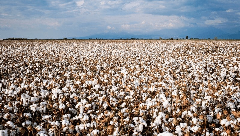 El algodón se viste como una de las grandes estrellas del crecimiento agroexportador 2024