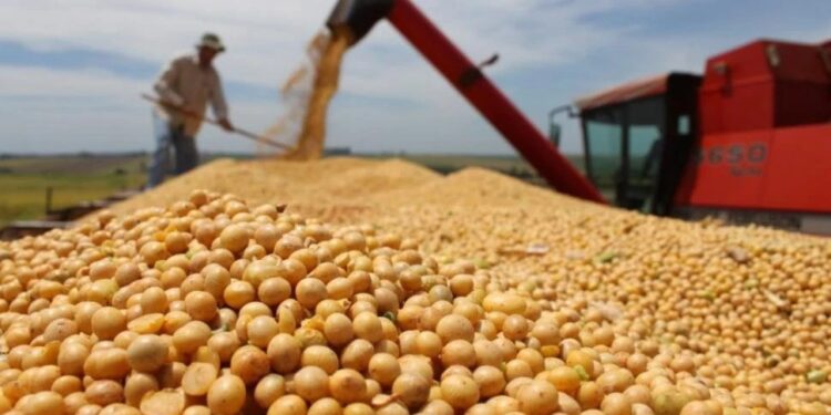 La producción de granos en Argentina podría superar los 143 millones de toneladas