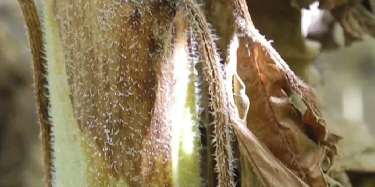 Alerta temprana para el cancro del tallo: una nueva solución para productores