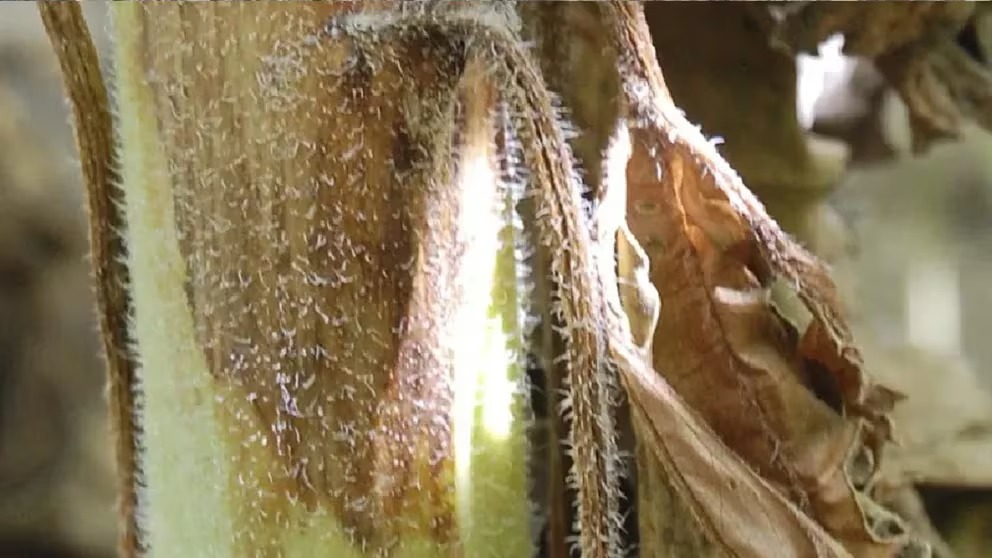 Alerta temprana para el cancro del tallo: una nueva solución para productores