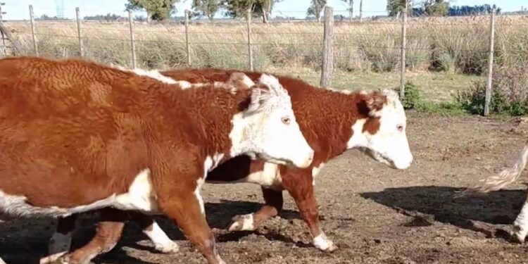 Las dos caras de la cría bovina