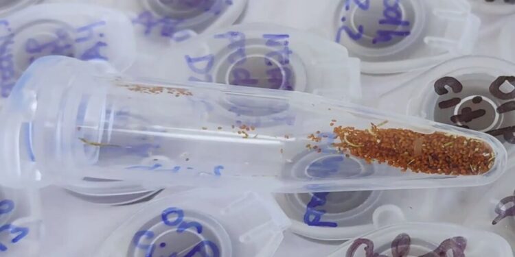 Científicos argentinos descubrieron una enzima clave para impulsar la germinación de las semillas