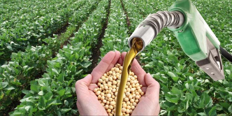 Una buena noticia: Brasil piensa en hacer más biodiésel