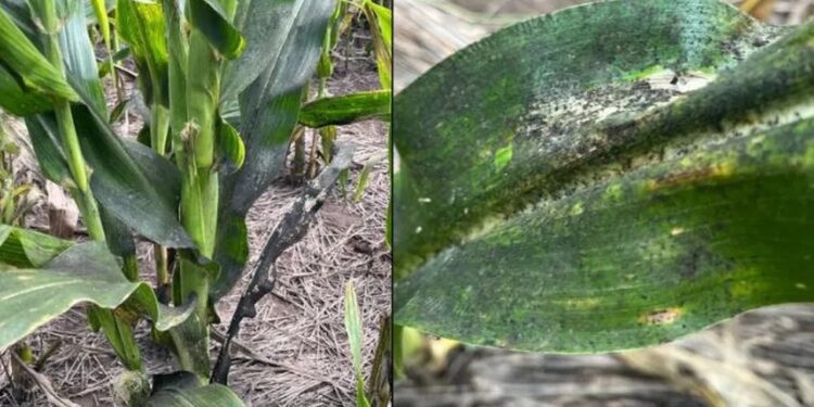 Dalbulus maidis: todas las herramientas necesarias para defender al cultivo de maíz